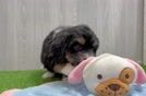 Adorable Bernadoodle Poodle Mix Puppy