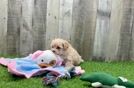 Best Maltipoo Baby