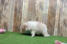 Maltipoo Puppy for Adoption