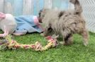 Meet Agnes - our Havapoo Puppy Video