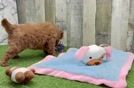 Cute Mini Goldendoodle Baby