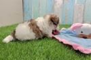 Meet Chandler - our Teddy Bear Puppy Video