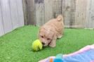 Friendly Maltipoo Baby