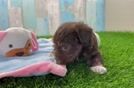 Yorkie Poo Pup Being Cute