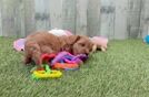 Friendly Cavapoo Baby