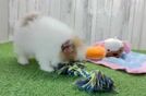 Best Pomeranian Baby
