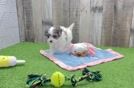 Fluffy Maltipoo Poodle Mix Pup