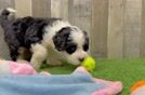 Mini Bernedoodle Pup Being Cute