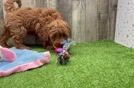 Meet Hazel - our Mini Goldendoodle Puppy Video