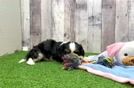 Meet Titus - our Cavalier King Charles Spaniel Puppy Video
