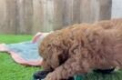 Petite Mini Goldendoodle Poodle Mix Pup