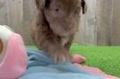 Mini Aussiedoodle Puppy for Adoption