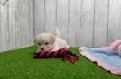 Best Havanese Baby