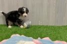 Sweet Mini Bernedoodle Baby