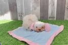 Best Maltipoo Baby