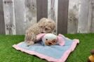 Adorable Maltidoodle Poodle Mix Puppy