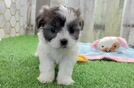 Meet Ophelia - our Teddy Bear Puppy Video