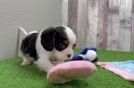 Cavalier King Charles Spaniel Puppy for Adoption