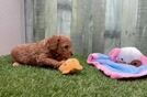 Meet Ken - our Poodle Puppy Video