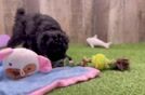 Small Poodle Baby