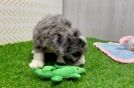 Mini Bernedoodle Puppy for Adoption