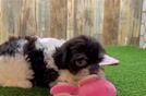 Meet Beatrice - our Havanese Puppy Video