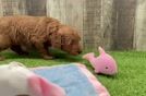 Mini Goldendoodle Puppy for Adoption
