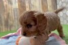 Adorable Cavalier King Charles Spaniel and Poodle Mix Poodle Mix Puppy