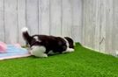 Havanese Pup Being Cute