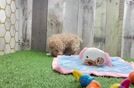 Maltipoo Pup Being Cute