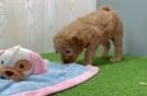 Mini Goldendoodle Pup Being Cute