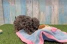 Funny Havapoo Poodle Mix Pup