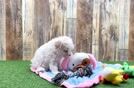 Meet Elaine - our Maltipoo Puppy Video
