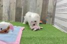 Maltese Pup Being Cute