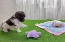 Funny Cockapoo Poodle Mix Pup