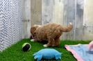 Friendly Mini Goldendoodle Baby