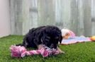 Best Cavapoo Baby