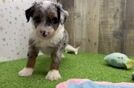 Smart Mini Sheepadoodle Poodle Mix Pup