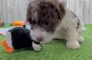 Petite Havapoo Poodle Mix Pup