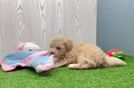 Small Maltipoo Baby