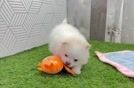 Pomeranian Puppy for Adoption