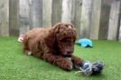 Energetic Golden Doodle Poodle Mix Puppy