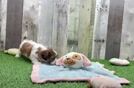 Meet Galaxy - our Teddy Bear Puppy Video  - Pilesgrove Pups Hypoallergenic Shi Chon Designer Puppy