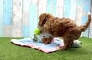 Best Cavapoo Baby