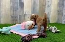 Meet Odessa - our Cavapoo Puppy Video
