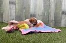 Meet Jamie - our Teddy Bear Puppy Video