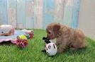 Meet Loki - our Cavapoo Puppy Video