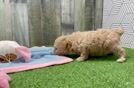 Little Poodle Purebred Pup