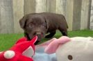 Energetic Labrapoo Poodle Mix Puppy