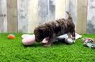Cute Cockapoo Baby
